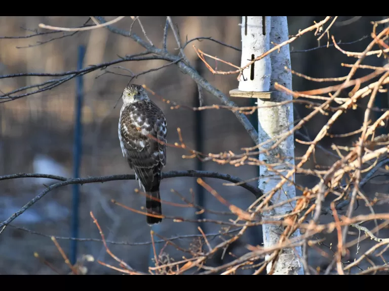 A Cooper's hawk in Maynard, photographed by Gail Sartori.