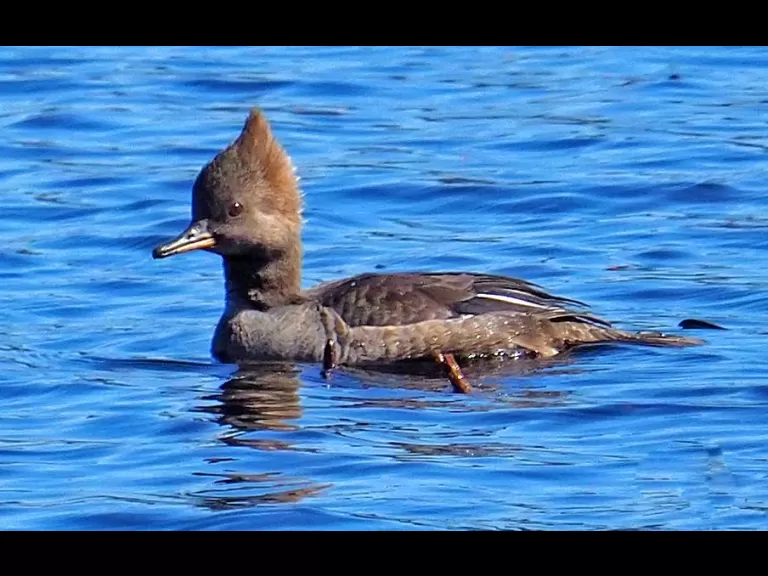 A hooded merganser at Great Meadows National Wildlife Refuge in Concord, photographed by Joan Chasan.