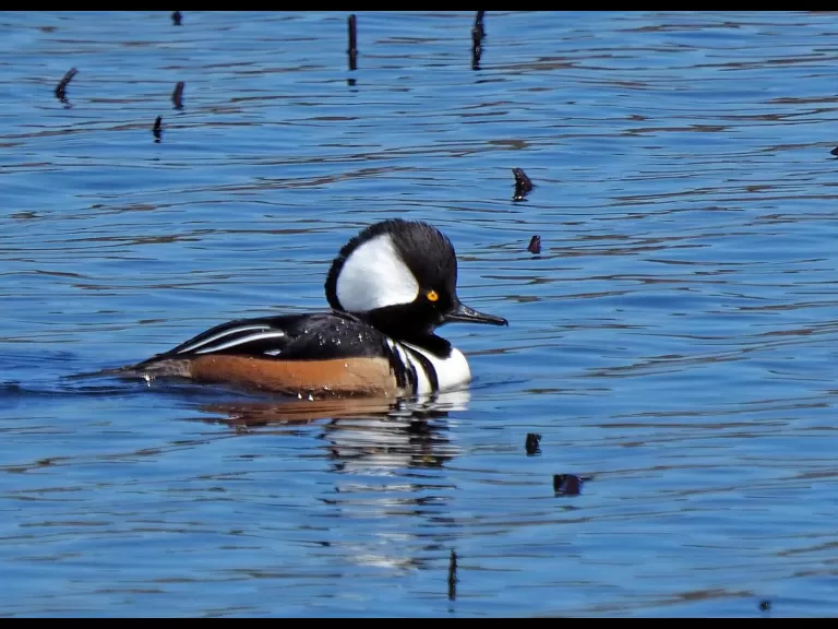 A hooded merganser at Great Meadows National Wildlife Refuge in Concord, photographed by Joan Chasan.
