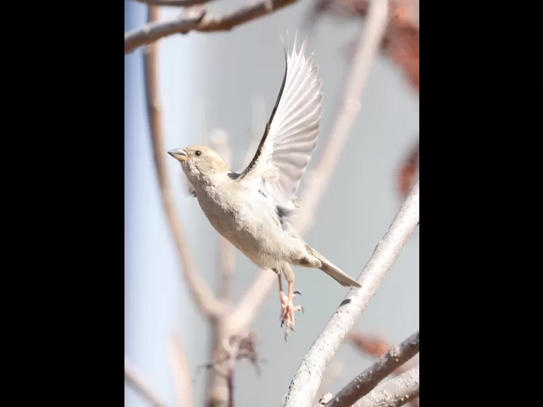 An American robin at Breakneck Hill Conservation Land in Southborough, photographed by Steve Forman.