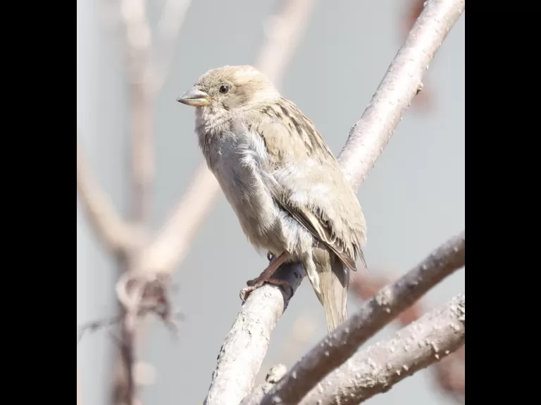 An American robin at Breakneck Hill Conservation Land in Southborough, photographed by Steve Forman.