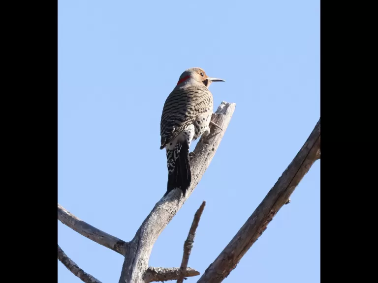 An American robin at Breakneck Hill Conservation Land in Southborough, photographed by Steve Forman.