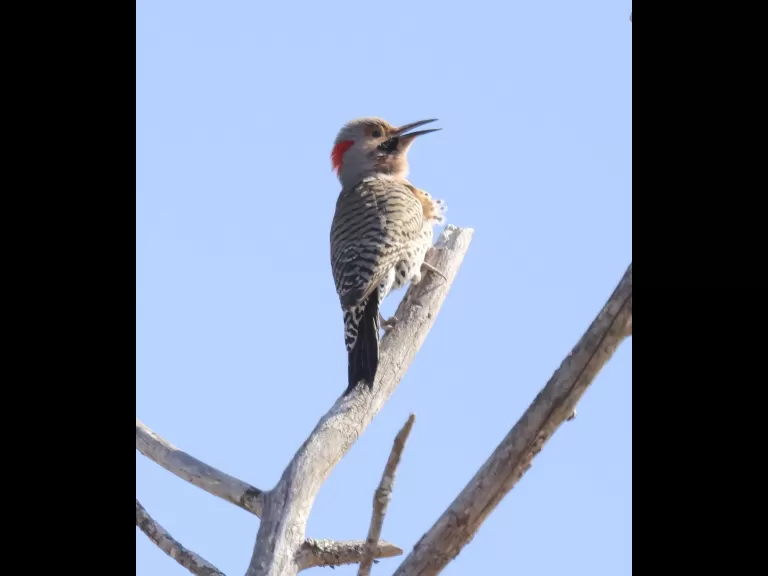 An American robin at Breakneck Hill Conservation Land in Southborough, photographed by Steve Forman.
