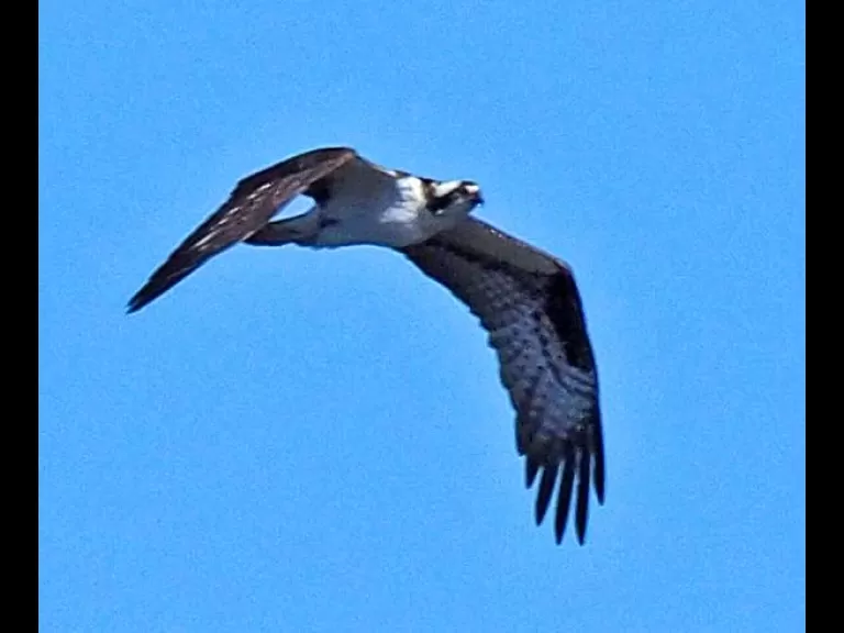 A hooded merganser at Great Meadows National Wildlife Refuge in Concord, photographed by Joan Chasan.