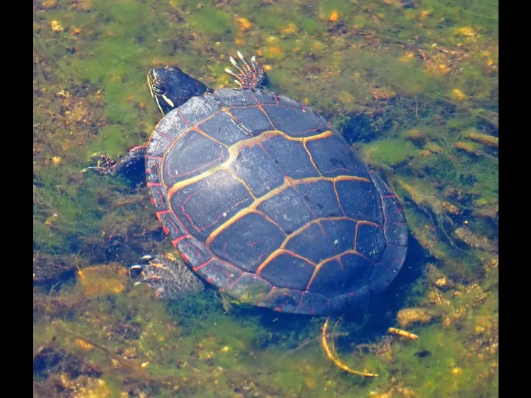A hooded merganser at Great Meadows National Wildlife Refuge in Concord, photographed by Joan Chasan.