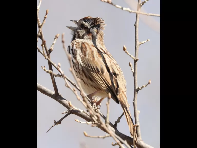 An American robin at Breakneck Hill Conservation Land in Southborough, photographed by Steve Forman.