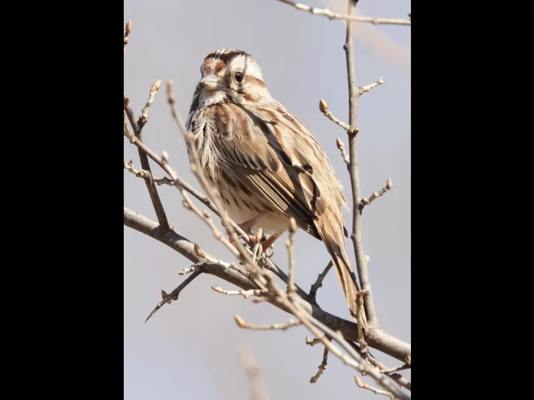 An American robin at Breakneck Hill Conservation Land in Southborough, photographed by Steve Forman.