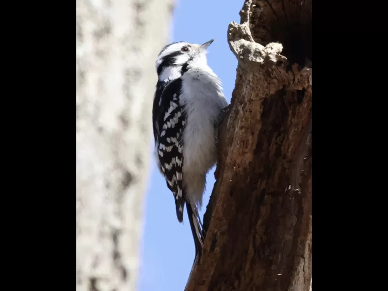 A downy woodpecker at Breakneck Hill Conservation Land in Southborough, photographed by Steve Forman.