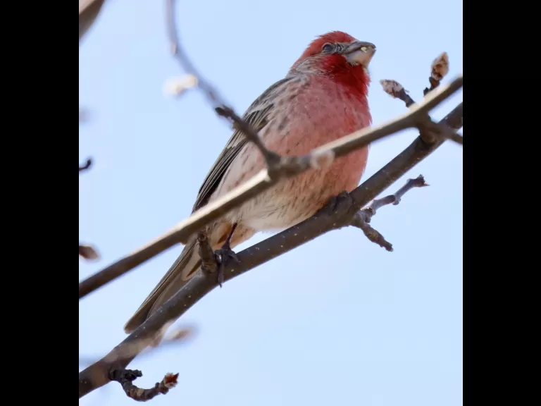 A downy woodpecker at Breakneck Hill Conservation Land in Southborough, photographed by Steve Forman.