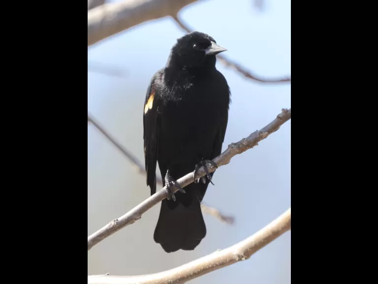 A downy woodpecker at Breakneck Hill Conservation Land in Southborough, photographed by Steve Forman.