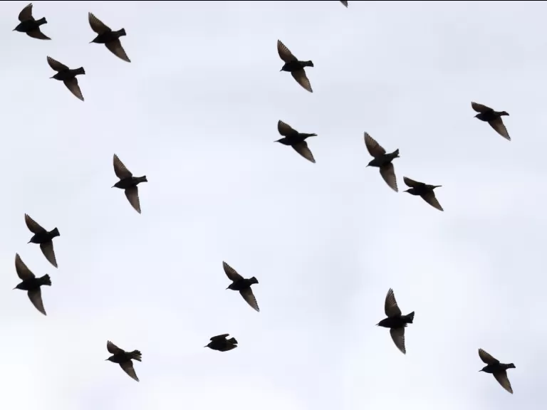 European starlings at Breakneck Hill Conservation Land in Southborough, photographed by Steve Forman.