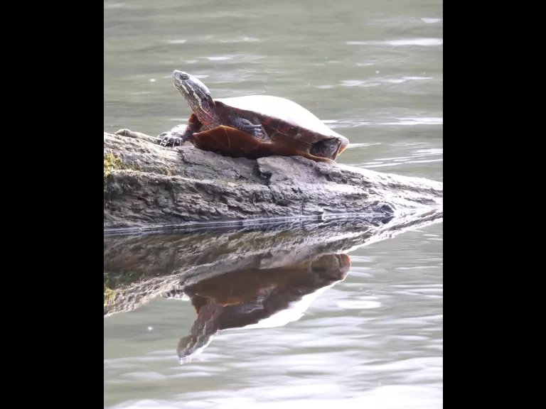 A painted turtle at Grist Mill Pond in Sudbury, photographed by Steve Forman.