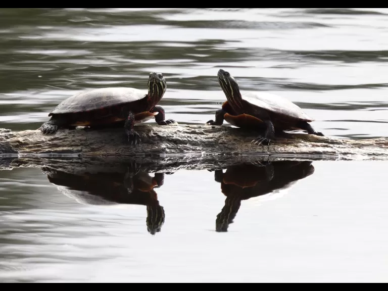 A painted turtle at Grist Mill Pond in Sudbury, photographed by Steve Forman.