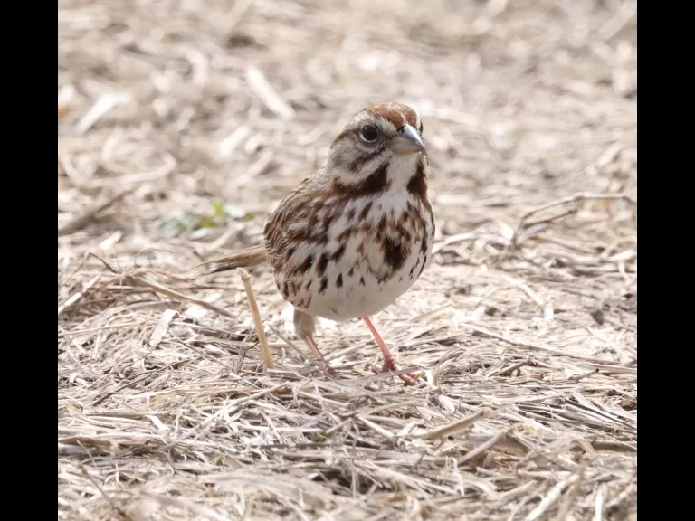 European starlings at Breakneck Hill Conservation Land in Southborough, photographed by Steve Forman.