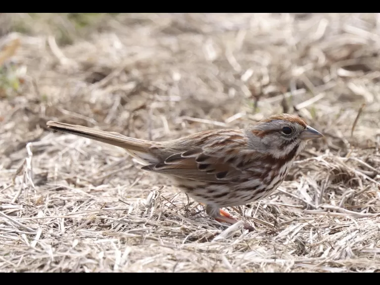 European starlings at Breakneck Hill Conservation Land in Southborough, photographed by Steve Forman.