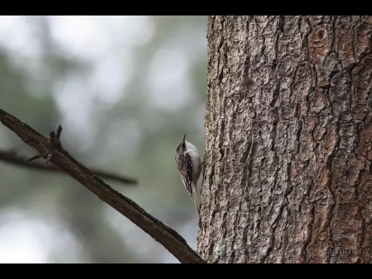 A brown creeper at SVT's Lyons-Cutler Reservation in Sudbury, photographed by Jon Turner.