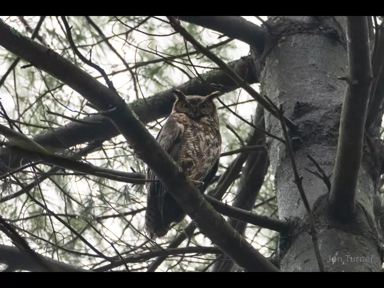 A brown creeper at SVT's Lyons-Cutler Reservation in Sudbury, photographed by Jon Turner.