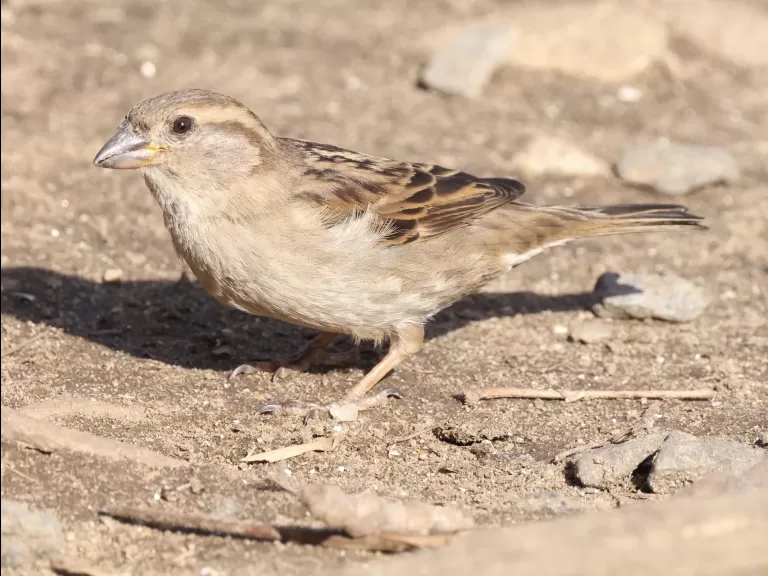 An American crow at Hager Pond in Marlborough, photographed by Steve Forman.