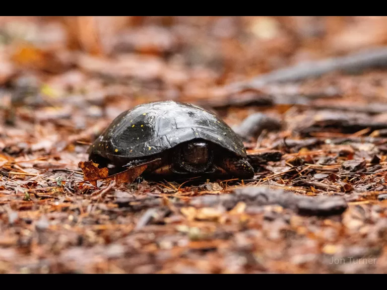 A brown creeper at SVT's Lyons-Cutler Reservation in Sudbury, photographed by Jon Turner.