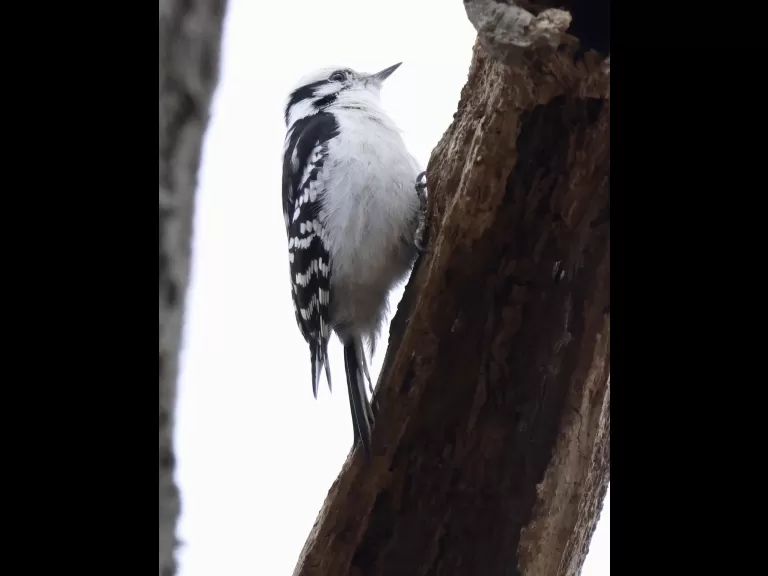 A downy woodpecker at Breakneck Hill Conservation Land in Southborough, photographed by Steve Forman.