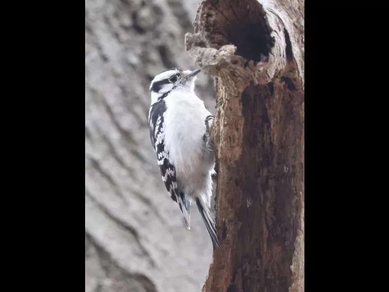 A downy woodpecker at Breakneck Hill Conservation Land in Southborough, photographed by Steve Forman.
