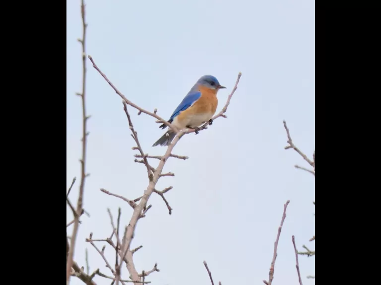 A downy woodpecker at Breakneck Hill Conservation Land in Southborough, photographed by Steve Forman.