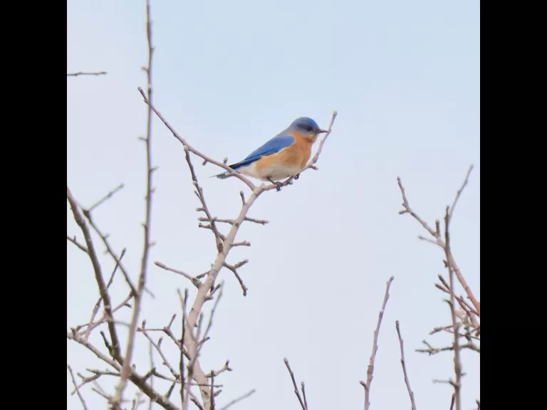 A downy woodpecker at Breakneck Hill Conservation Land in Southborough, photographed by Steve Forman.