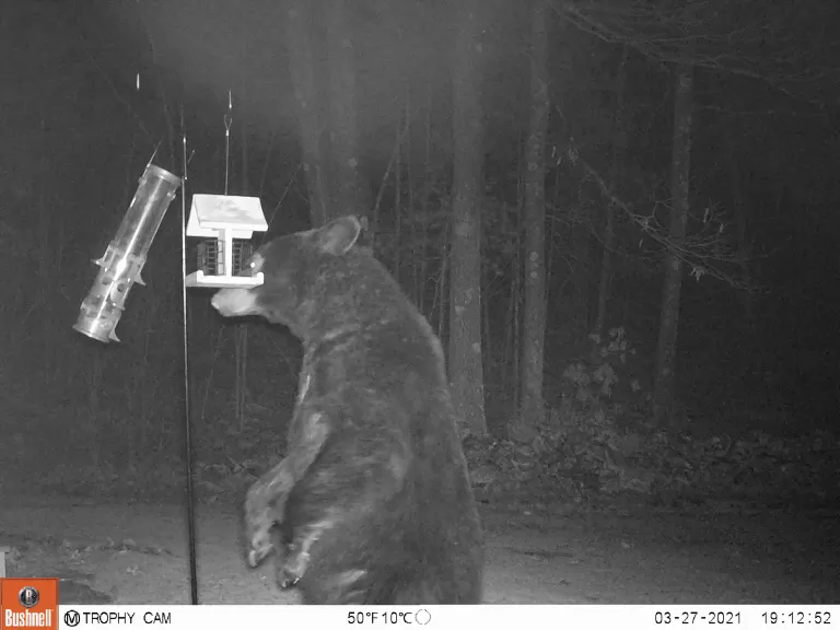 An American black bear in Northborough, photographed by Brett Miller.