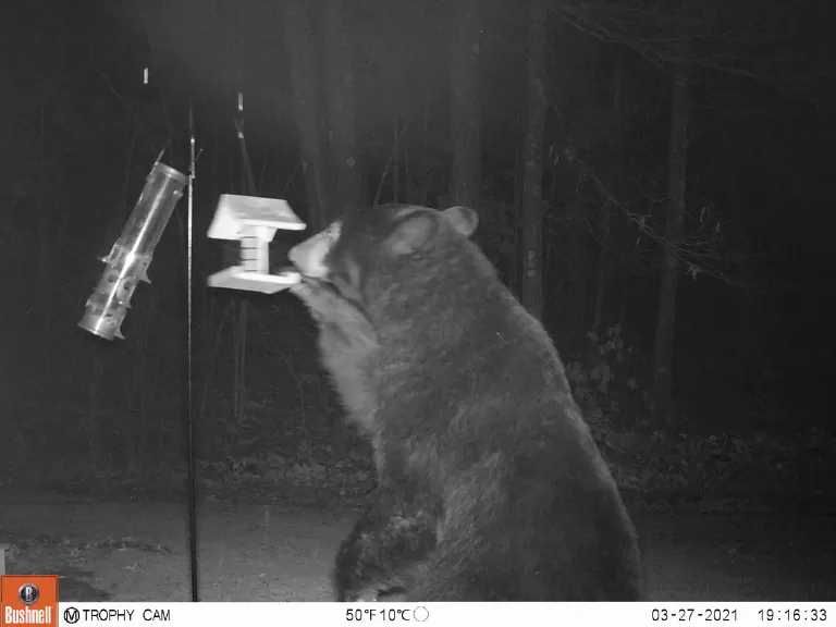 An American black bear in Northborough, photographed by Brett Miller.