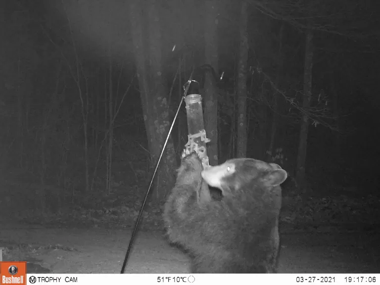 An American black bear in Northborough, photographed by Brett Miller.