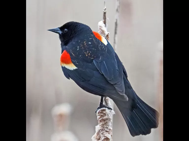 A red-winged blackbird at Great Meadows National Wildlife Refuge in Concord, photographed by Joan Chasan.