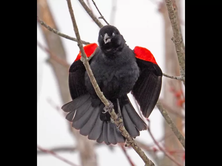 A red-winged blackbird at Great Meadows National Wildlife Refuge in Concord, photographed by Joan Chasan.