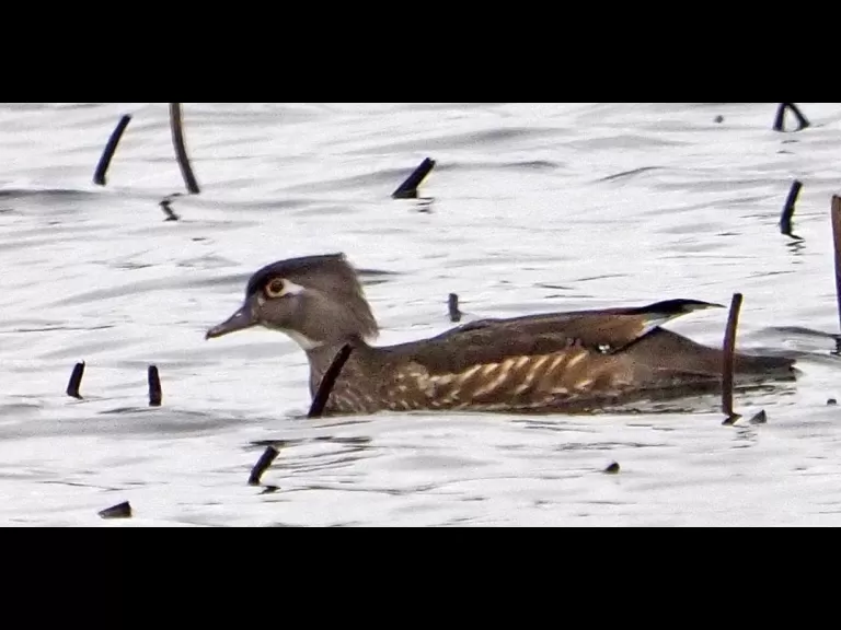 A red-winged blackbird at Great Meadows National Wildlife Refuge in Concord, photographed by Joan Chasan.