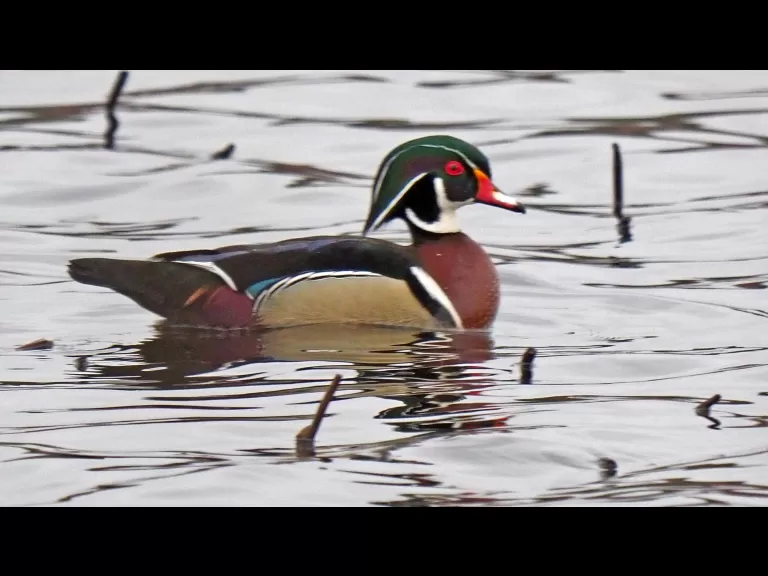 A red-winged blackbird at Great Meadows National Wildlife Refuge in Concord, photographed by Joan Chasan.