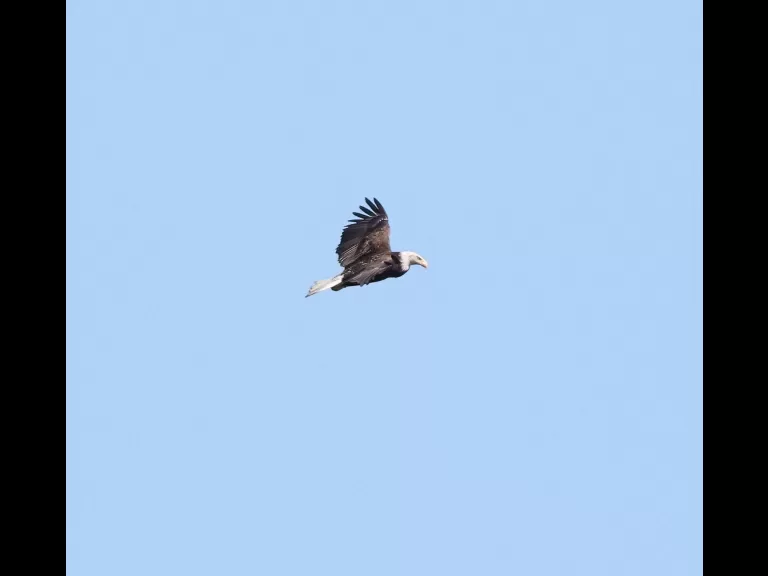 A bald eagle over the Sudbury Reservoir in Southborough, photographed by Steve Forman.