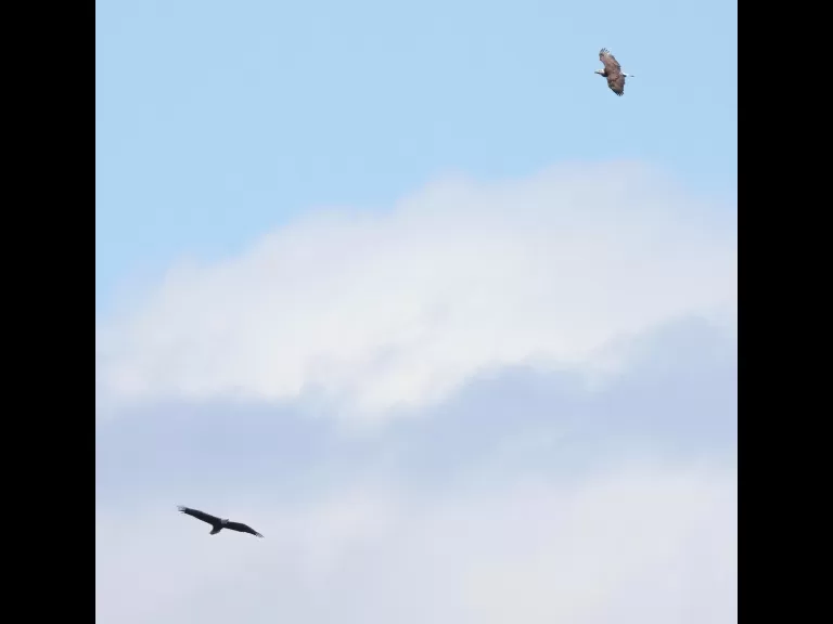 A bald eagle over the Sudbury Reservoir in Southborough, photographed by Steve Forman.