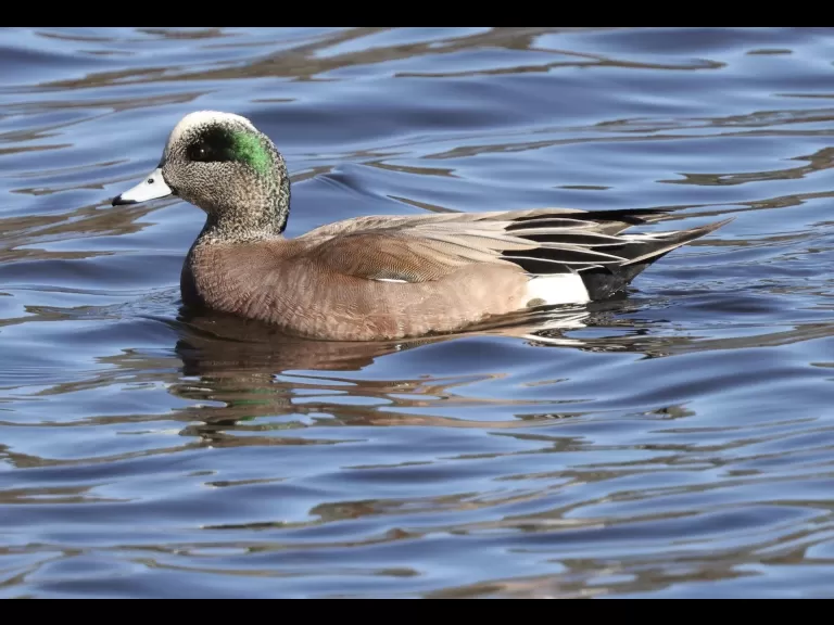 An American crow at Hager Pond in Marlborough, photographed by Steve Forman.