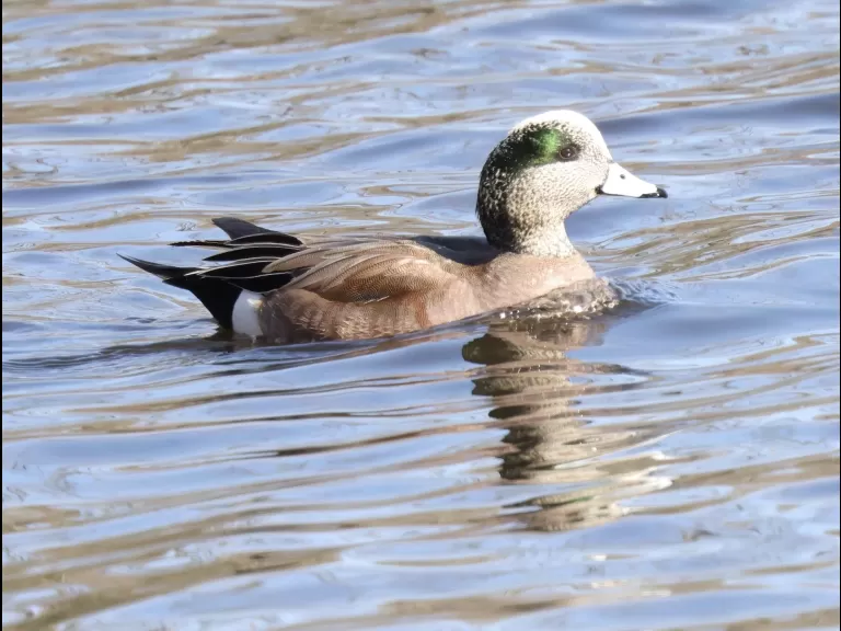 An American crow at Hager Pond in Marlborough, photographed by Steve Forman.