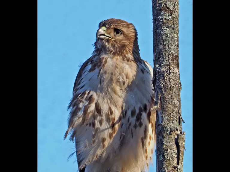 A red-tailed hawk off Pelham Island Road in Wayland, photographed by Joan Chasan.