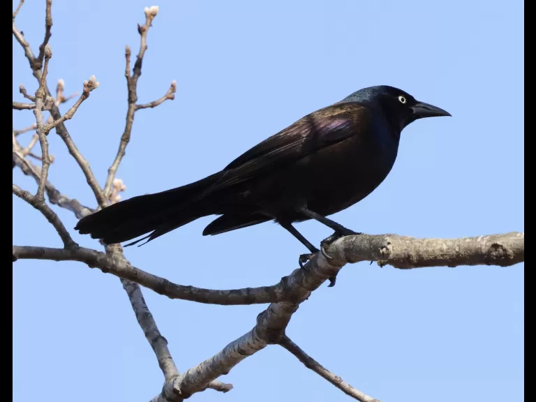 A common grackle at Great Meadows in Concord, photographed by Steve Forman.