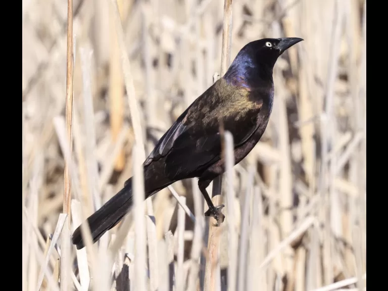 A common grackle at Great Meadows in Concord, photographed by Steve Forman.