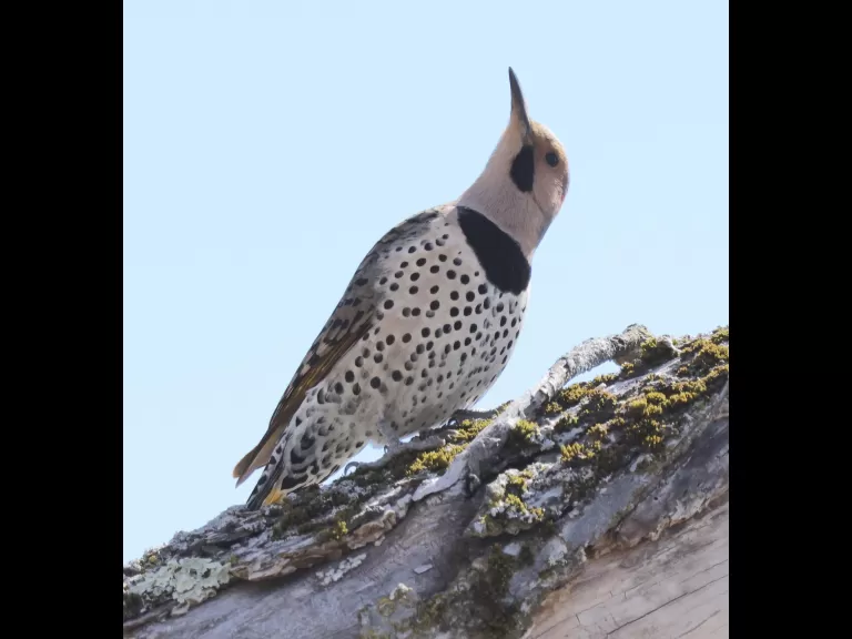 A northern flicker at Breakneck Hill Conservation Land in Southborough, photographed by Steve Forman.