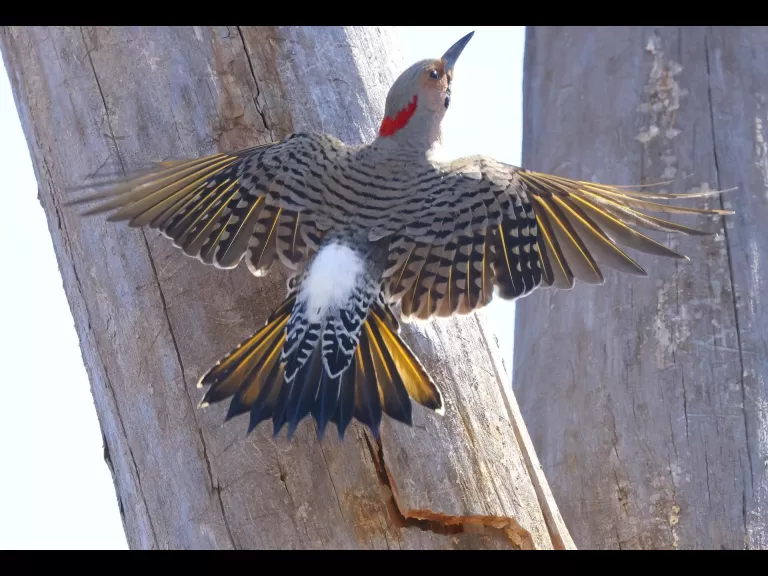 A northern flicker at Breakneck Hill Conservation Land in Southborough, photographed by Steve Forman.