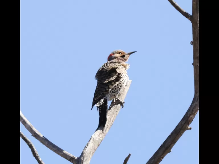 A northern flicker at Breakneck Hill Conservation Land in Southborough, photographed by Steve Forman.