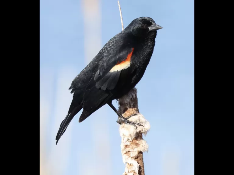 A common grackle at Great Meadows in Concord, photographed by Steve Forman.