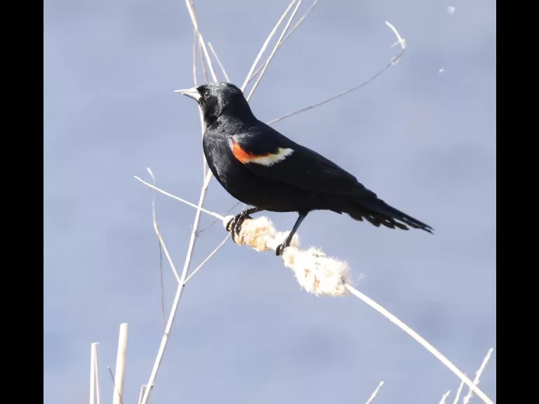 A common grackle at Great Meadows in Concord, photographed by Steve Forman.