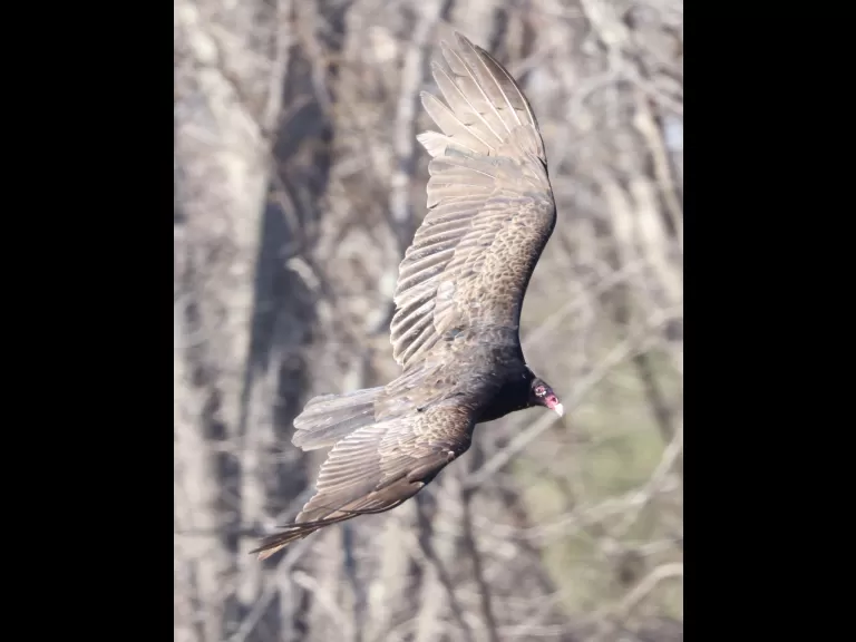 A turkey vulture at Great Meadows National Wildlife Refuge in Concord, photographed by Steve Forman.