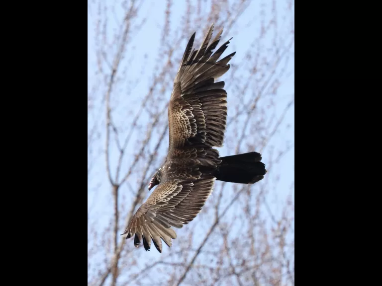 A turkey vulture at Great Meadows National Wildlife Refuge in Concord, photographed by Steve Forman.