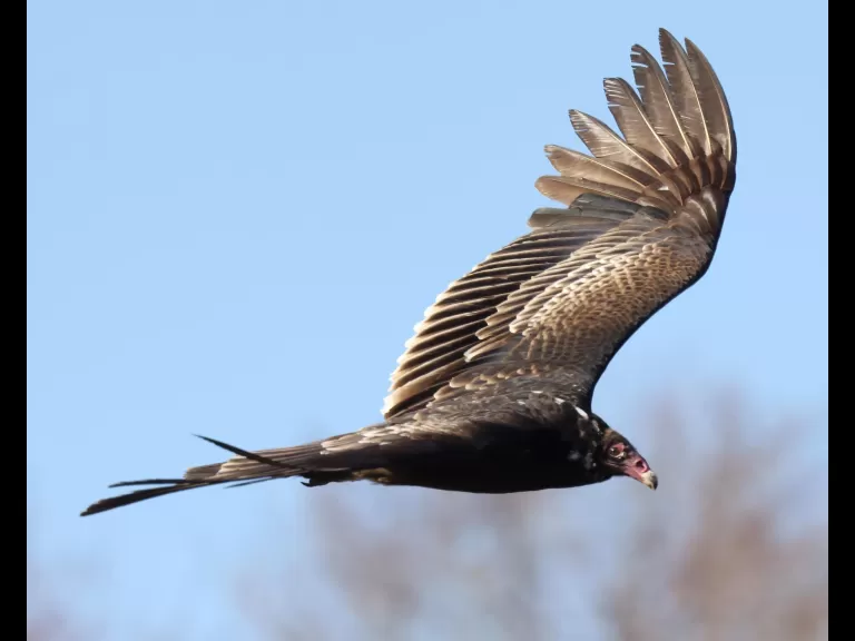 A turkey vulture at Great Meadows National Wildlife Refuge in Concord, photographed by Steve Forman.