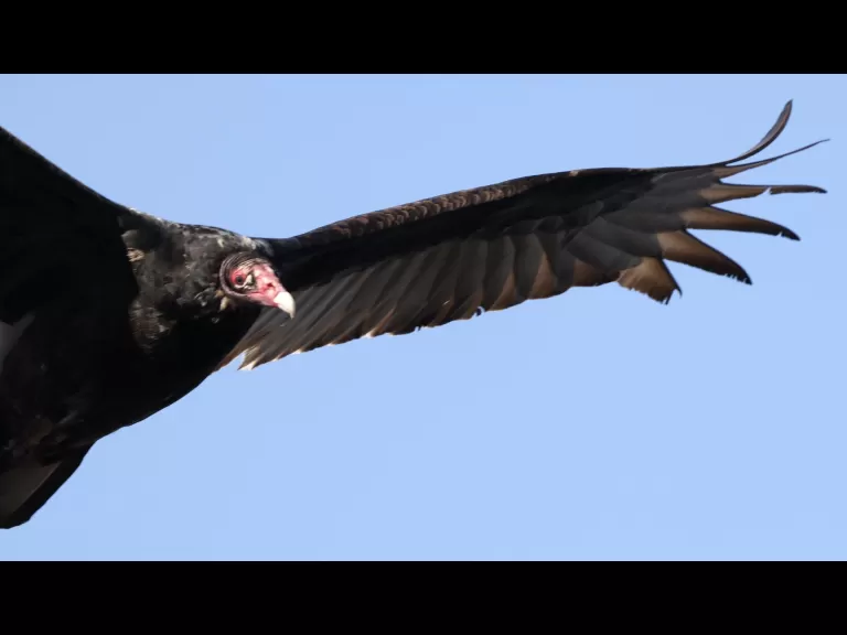 A turkey vulture at Great Meadows National Wildlife Refuge in Concord, photographed by Steve Forman.